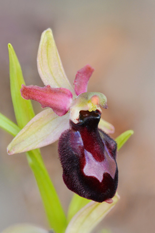 Ophrys bertoloniiformis x garganica