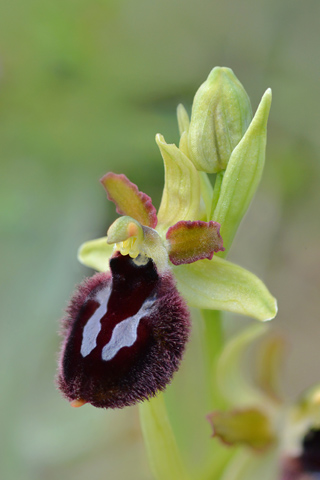 Ophrys bertoloniiformis x garganica