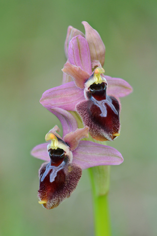 Ophrys garganica x tenthredinifera