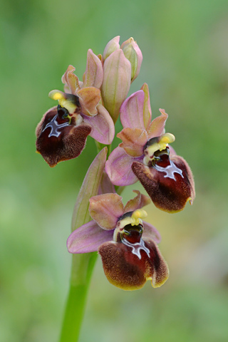 Ophrys garganica x tenthredinifera