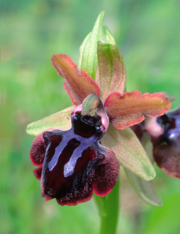 Ophrys garganica