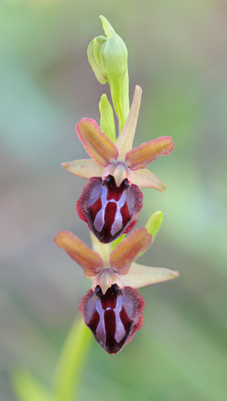 Ophrys garganica