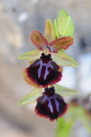 Ophrys garganica