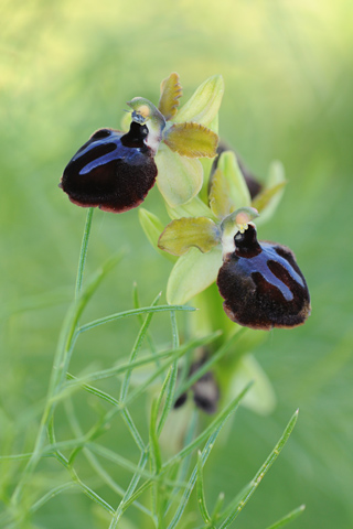 Ophrys garganica