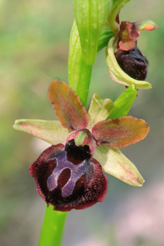 Ophrys garganica