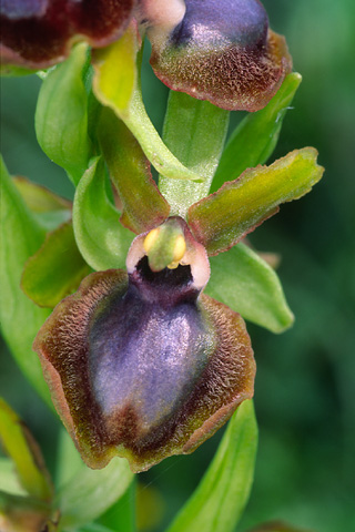 Ophrys garganica