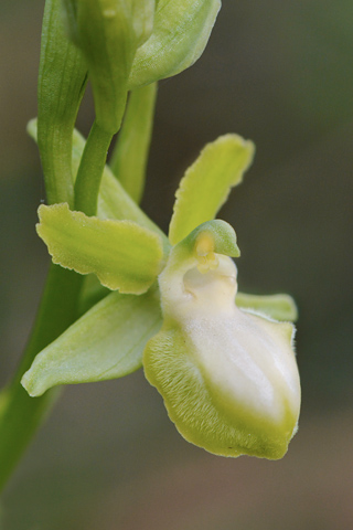 Ophrys garganica