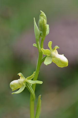 Ophrys garganica