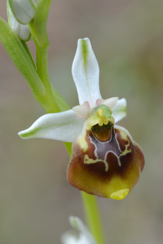 Ophrys gracilis x lacaitae