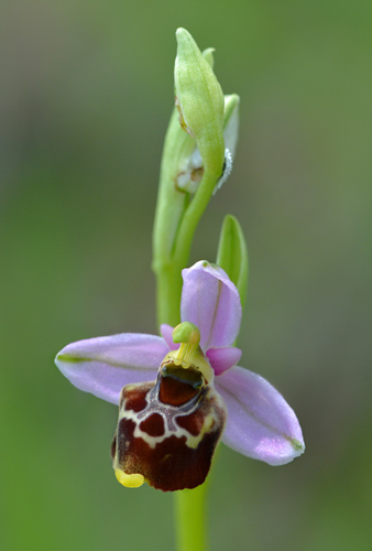 Ophrys gracilis