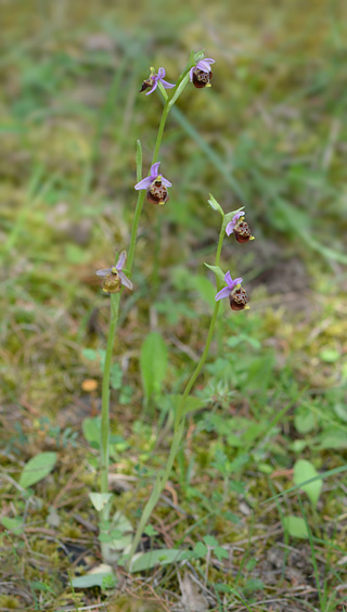 Ophrys gracilis