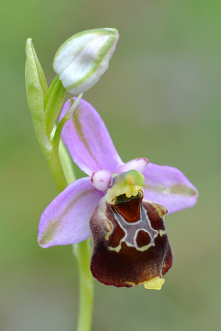 Ophrys gracilis