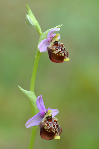 Ophrys gracilis