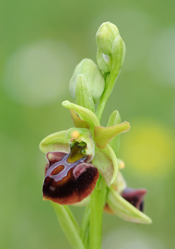 Ophrys grammica