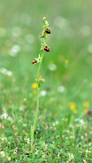 Ophrys grammica