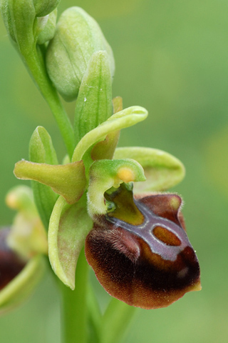 Ophrys grammica