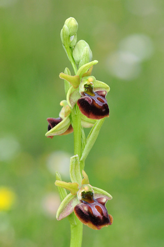 Ophrys grammica