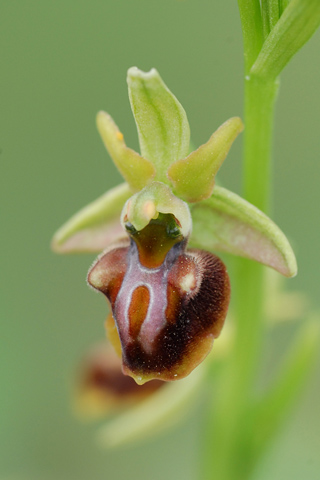 Ophrys grammica