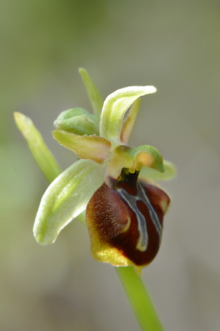 Ophrys grammica ssp. knossia