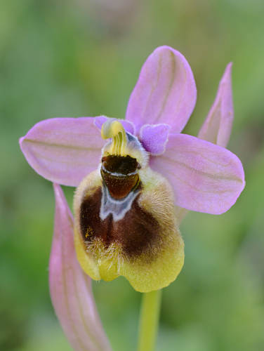 Ophrys grandiflora