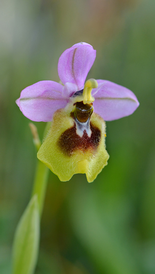 Ophrys grandiflora