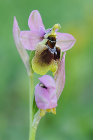 Ophrys grandiflora