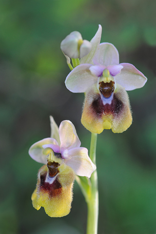 Ophrys grandiflora