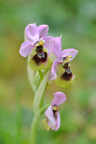 Ophrys grandiflora