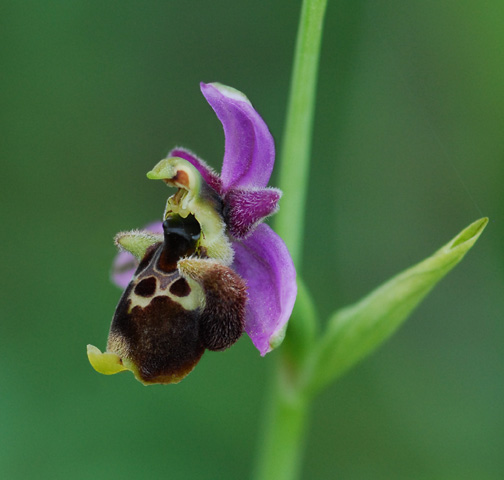 Ophrys gresivaudanica