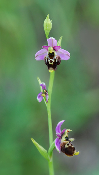 Ophrys gresivaudanica