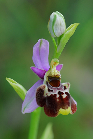 Ophrys gresivaudanica