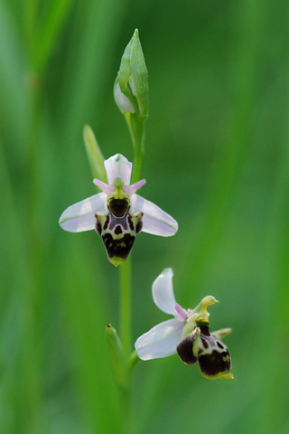 Ophrys gresivaudanica