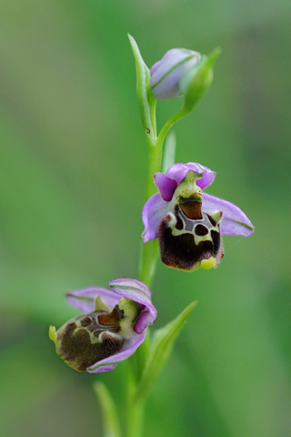 Ophrys gresivaudanica