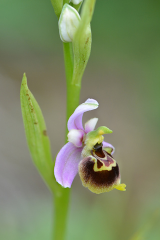 Ophrys gresivaudanica