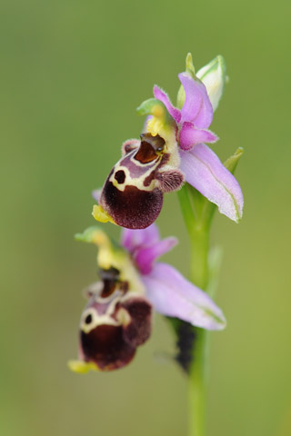 Ophrys gresivaudanica