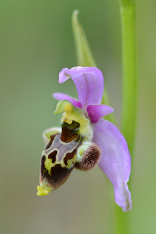 Ophrys gresivaudanica