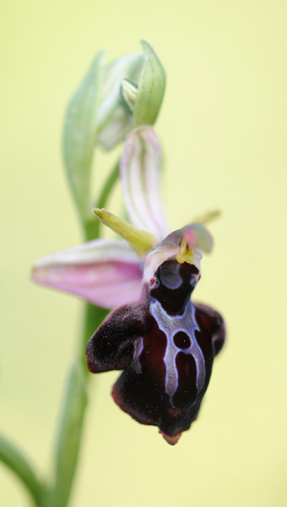 Ophrys grigoriana