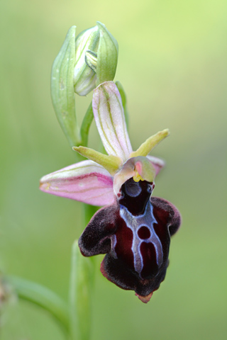Ophrys grigoriana