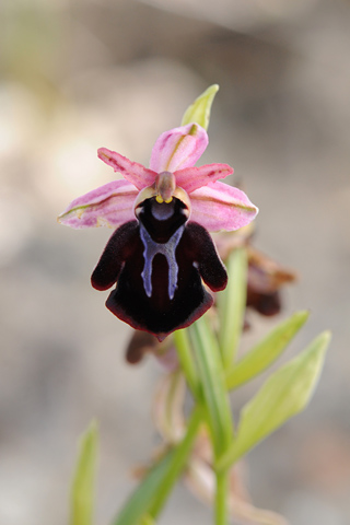 Ophrys grigoriana