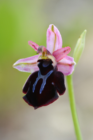 Ophrys grigoriana