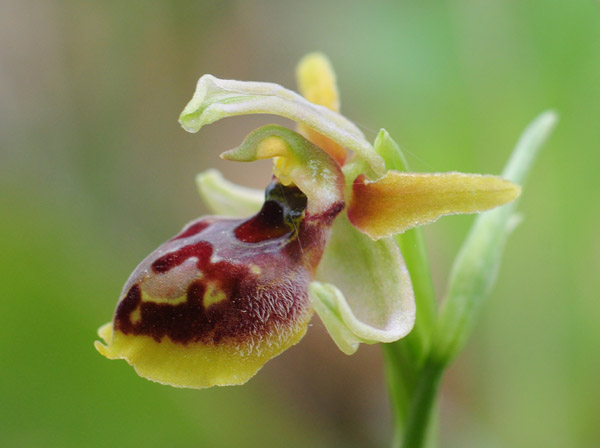 Ophrys hebes