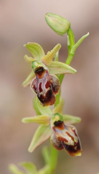 Ophrys hebes