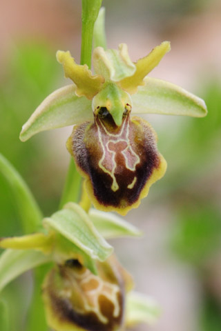 Ophrys hebes