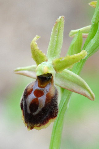 Ophrys hebes