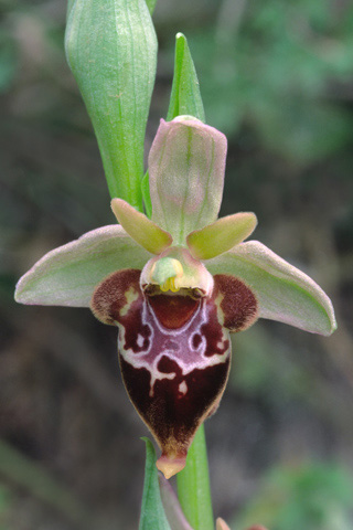 Ophrys cretensis x heldreichii
