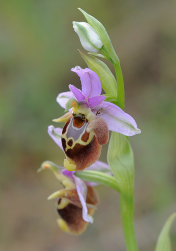 Ophrys heldreichii