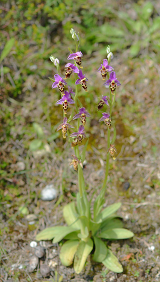 Ophrys heldreichii