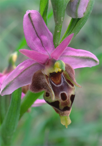 Ophrys heldreichii