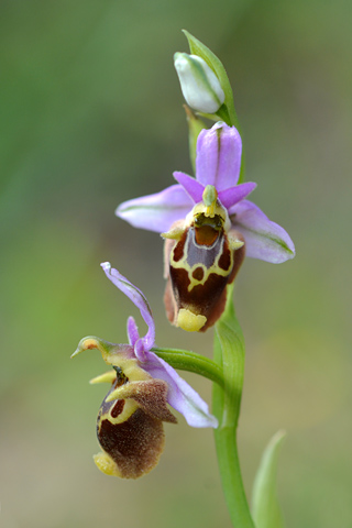 Ophrys heldreichii