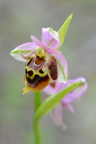 Ophrys heldreichii